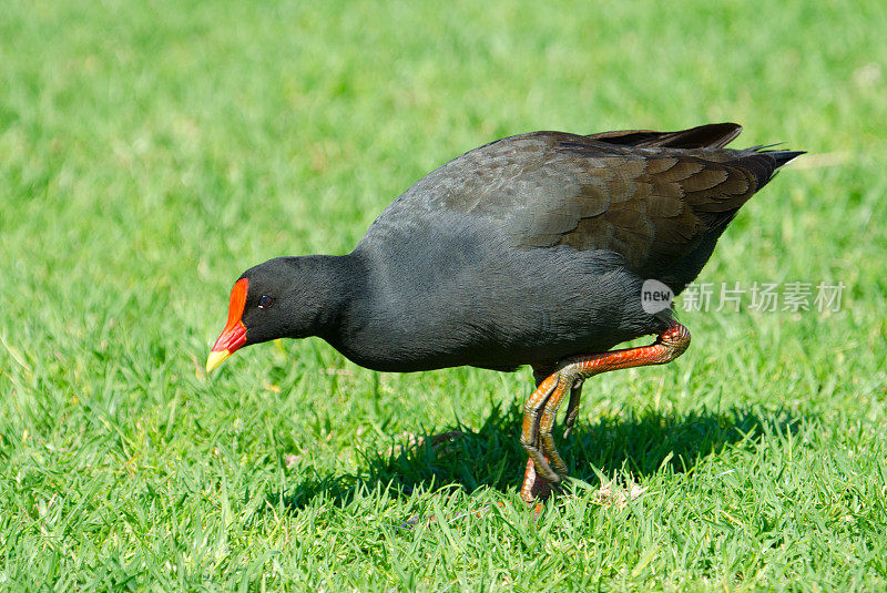 Dusky Moorhen，悉尼，澳大利亚